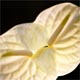 Anthurium