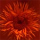 Gerbera