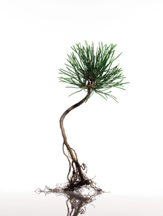 㐙 huA Pine treev